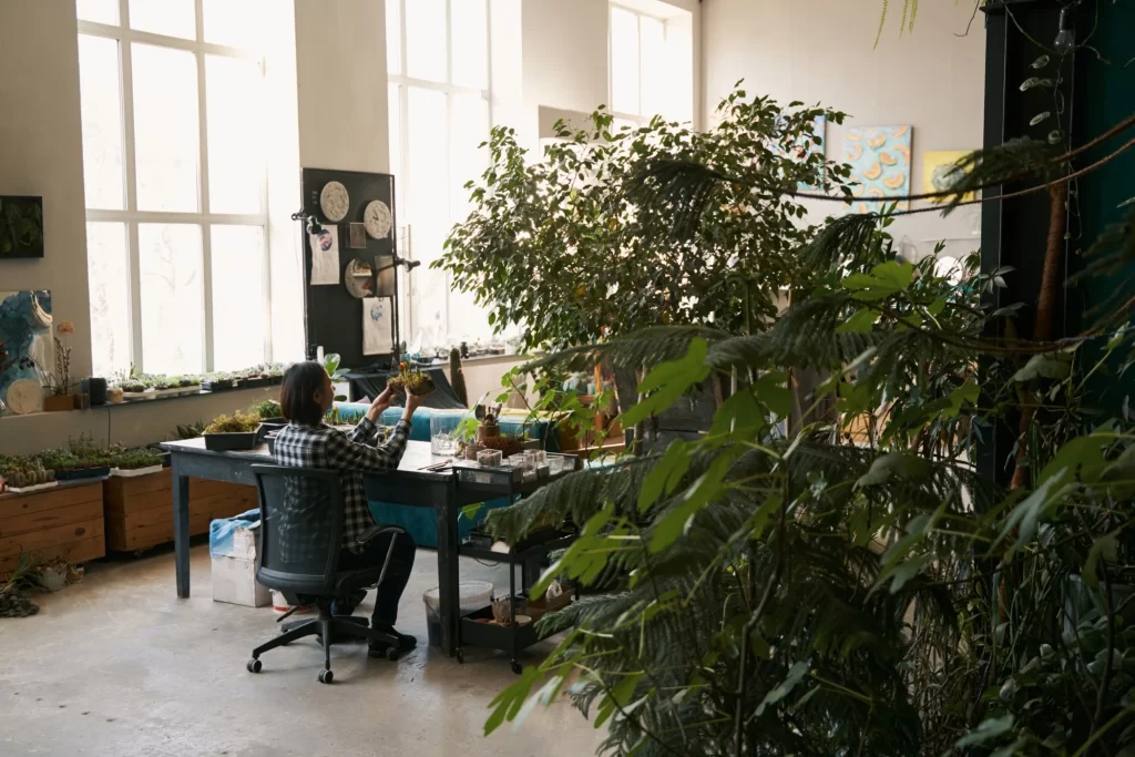office plants