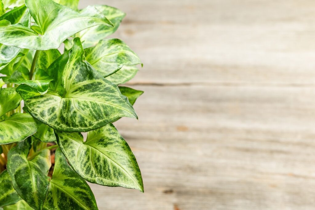 pothos