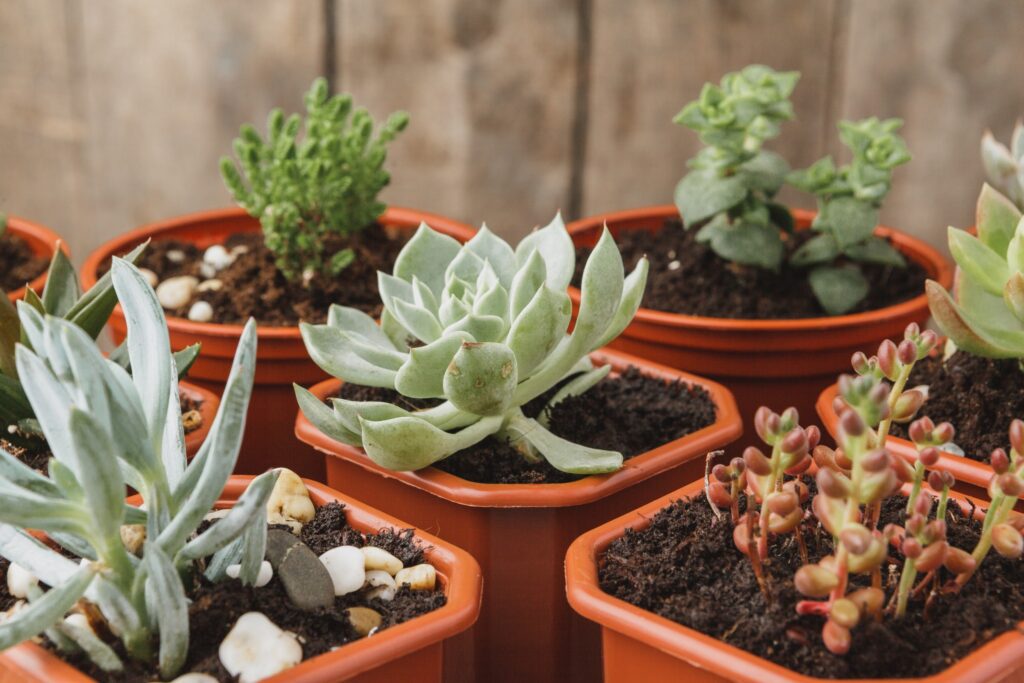 Succulents