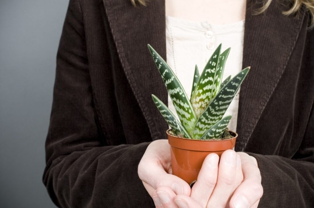 Dwarf Snake Plant