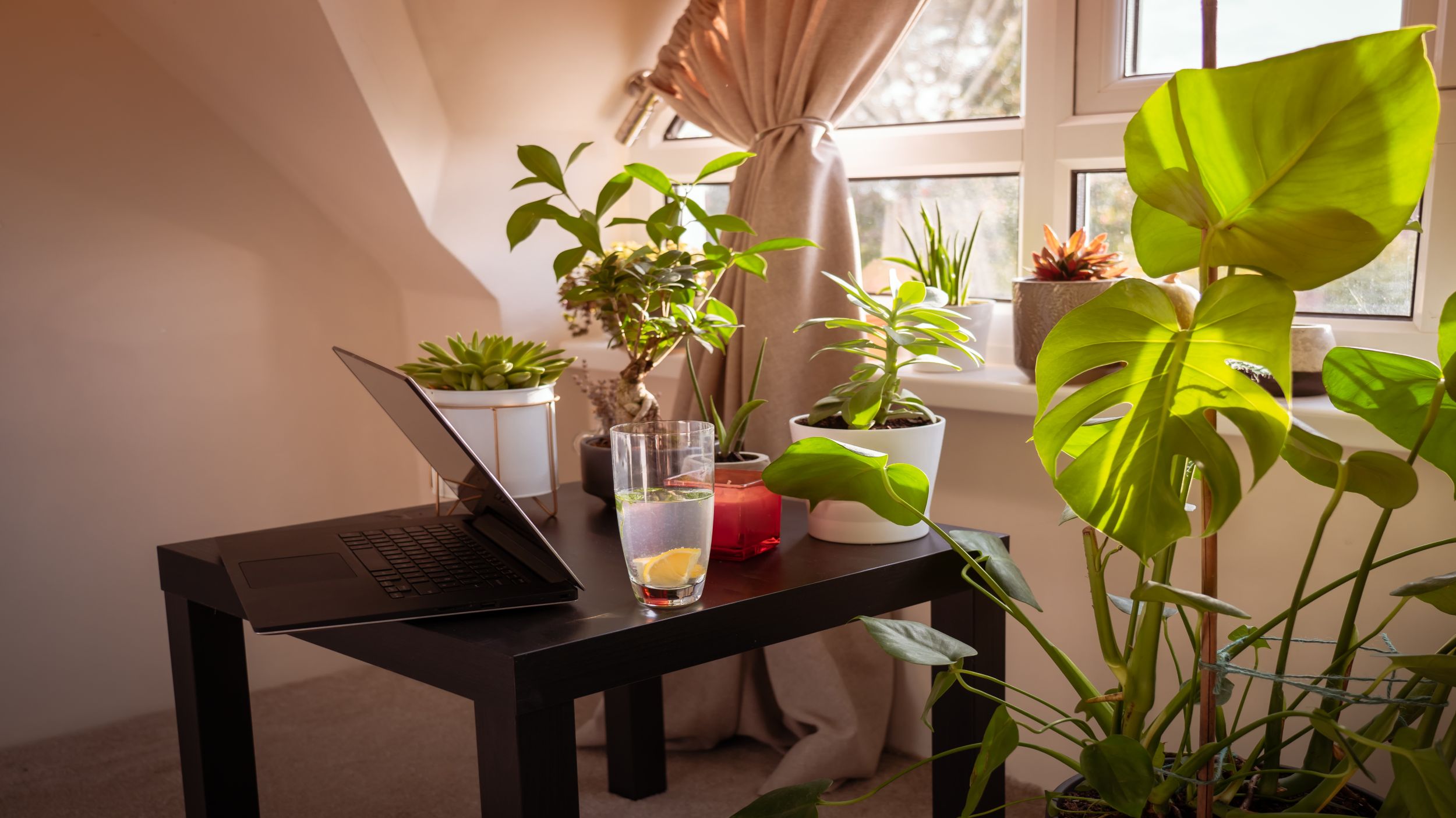5 Low-Light Indoor Plants for Home Office